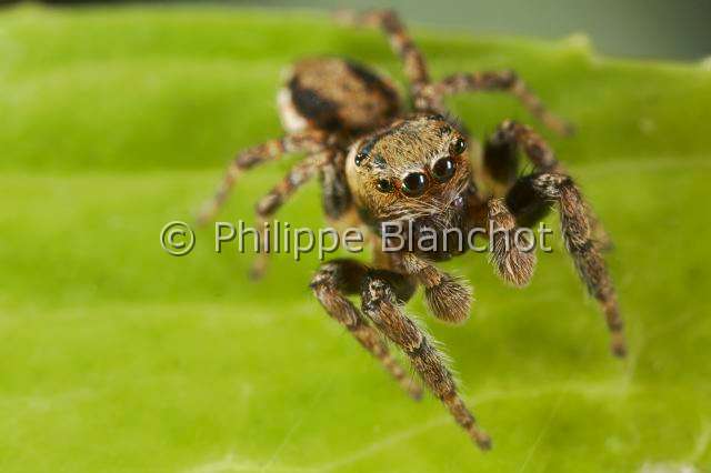 Salticidae_1384.JPG - France, Araneae, Salticidae, Araignée sauteuse ou Saltique (Evarcha falcata), mâle, Jumping spider
